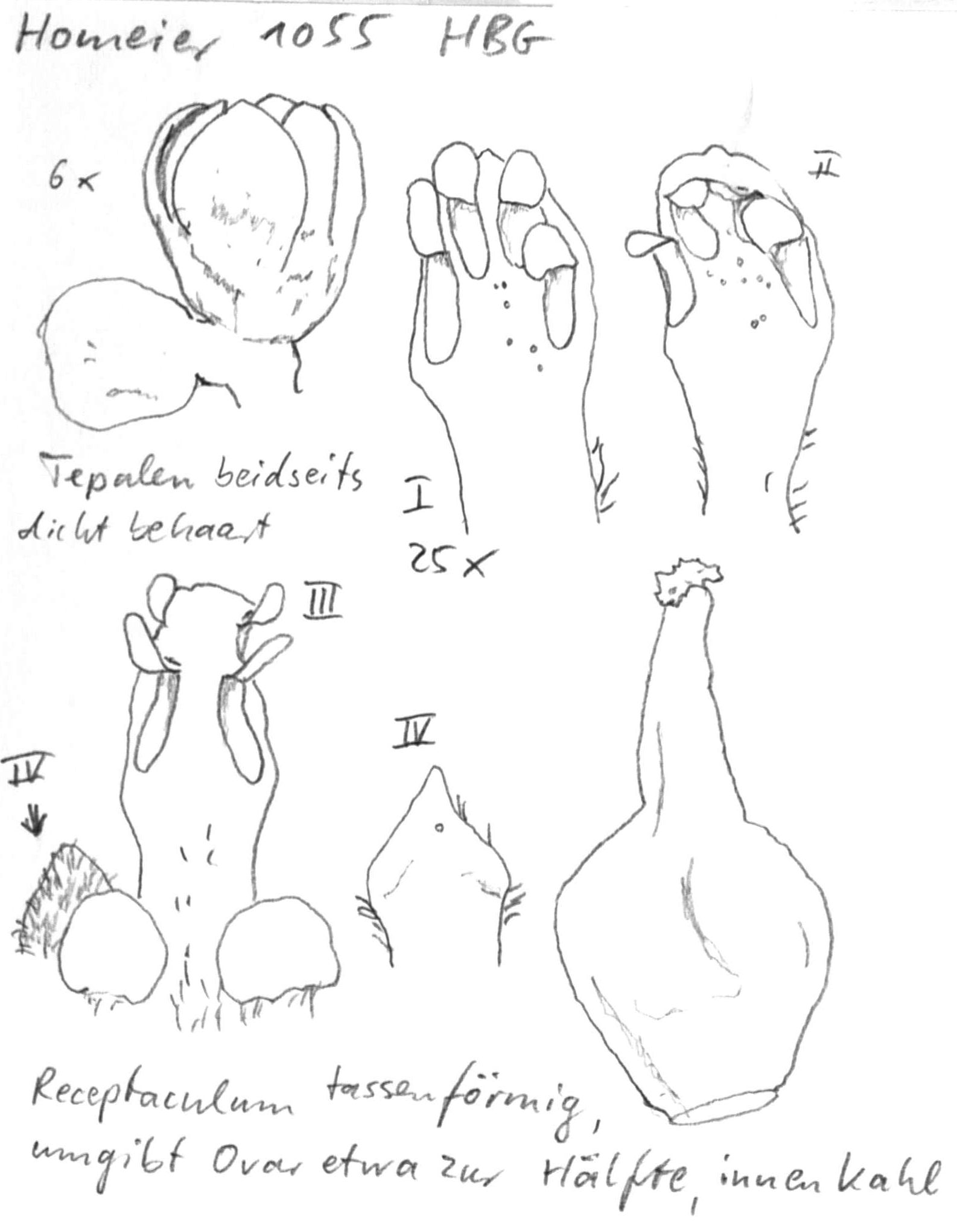 Vorschaubild Persea areolatocostae (C.K. Allen) van der Werff